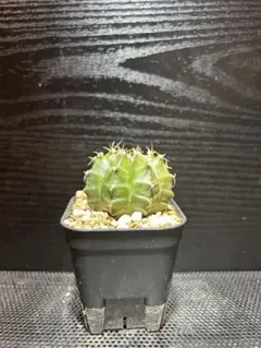 【高品質】　極上株　ギムノカリキウム　緋牡丹錦のサムネイル