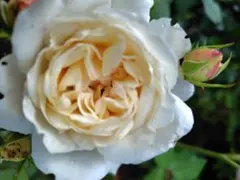 イエローアンブリッジローズ ⑤ 薔薇 挿木苗 バラ苗 花 - メルカリ