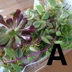 つるもも様 リクエスト 4点 まとめ商品