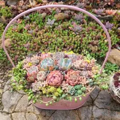 多肉植物　そのまま飾れる寄せ植え 2個セット