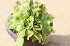 2025年最新】アエオニウム綴化の人気アイテム - メルカリ