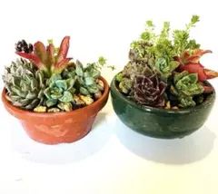 【鉢ごと発送】多肉植物 寄せ植え2鉢セット 小鉢 インテリア 観葉植物