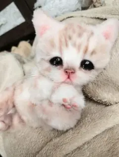 マンチカン子猫メイちゃん♡短足ころりんボディ♡アートドール♡ぬいぐるみ♡ マンチカン子猫メイちゃん♡短足ころりんボディ♡アートドール