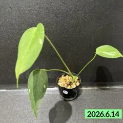モ*ガ様 Anthurium AOS✖️RVDP斑入り - メルカリ
