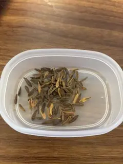 パキポディウム アンボンゲンセ 種子 50粒 鮮度最高]パキポディウム アンボンゲンセ 種子 10粒 - メルカリ