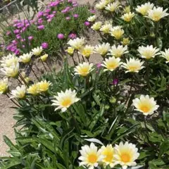 ガザニア クリームイエロー 花苗とマツバギク - メルカリ
