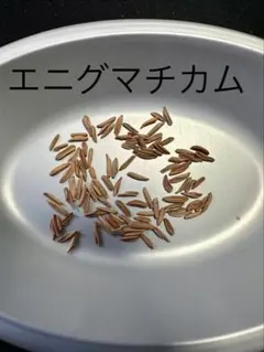 種子10粒パキポディウム エニグマチカム 種子 塊根植物（おまけ種子あり）