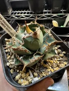 2025年最新】FO-076の人気アイテム - メルカリ