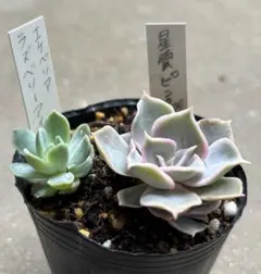 多肉植物【ダーリーサンシャイン】エケベリア ポットごと or 抜き苗 6
