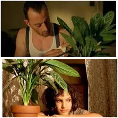 2025年最新】アグラオネマ カーティシーの人気アイテム - メルカリ