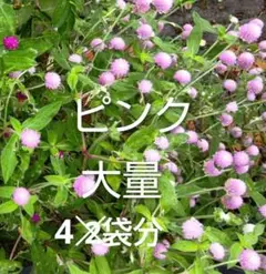 ギンバイカ 挿し木苗 抜き苗 F - メルカリ