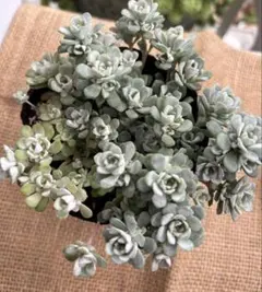 JIJI様 リクエスト 3点 まとめ商品