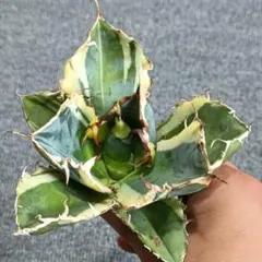 2025年最新】白鯨錦の人気アイテム - メルカリ