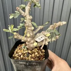 2025年最新】センナメリディオナリスの人気アイテム - メルカリ