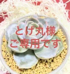 ⭐️とげ丸⭐️様 リクエスト 2点 まとめ商品