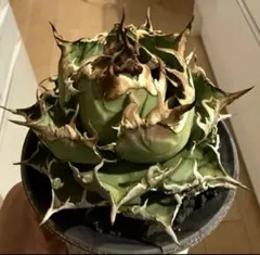 2025年最新】アリゾナアンビションの人気アイテム - メルカリ