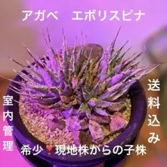アガベ ナサビオラム Agave nussaviorum発根済 - メルカリ