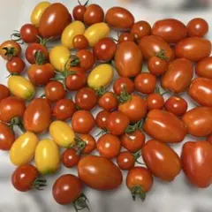 朝採りミニトマト 箱別1kg 完熟 農薬不使用のサムネイル