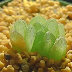 多肉植物　ハオルチア　ドドソングリーン×オブツーサ錦黄色斑　1045のサムネイル