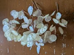 Item thumbnail for item 4e94572f-a91f-4375-91bf-a567729dd3e7