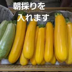 ズッキーニ　朝採りのサムネイル