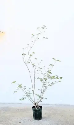 繊細な樹形と細枝が魅力的 ドウダンツツジ 894 樹高1.7m位 灯台躑躅