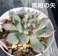 ❤️確認用❤️ミックスベリア❤️紫紺の矢❤️カット発根管理中〜♪✨メルカリ便✨札なし ❤️確認用❤️ミックスベリア❤️紫紺の矢❤️カット発根管理中