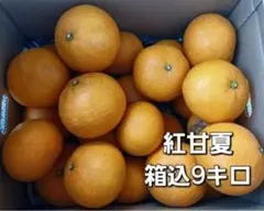 熊本県産　紅甘夏　箱込9キロ　優品