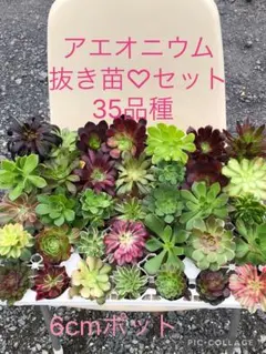 アエオニウム 35品種♡抜き苗セット(メルカリ便)