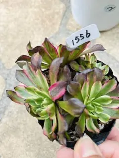 くに里多肉　よっしー様 リクエスト 2点 まとめ商品