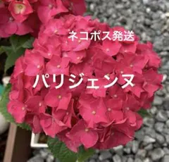 2026年最新】紫陽花パリジェンヌの人気アイテム - メルカリ