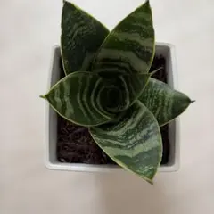2026年最新】サンスベリアハニーの人気アイテム - メルカリ