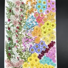 押し花素材　　3580 染め花入りミックス