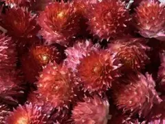 【お得パック】千日紅ドライフラワー　５００個
