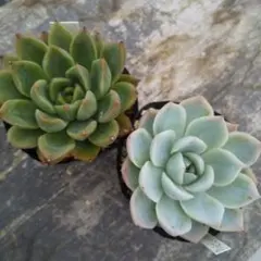 hikaru様 リクエスト 2点 まとめ商品