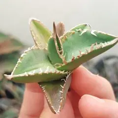 MASARU様 リクエスト 5点 まとめ商品