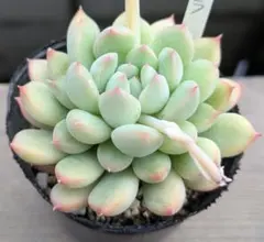 momo福様 リクエスト 3点 まとめ商品