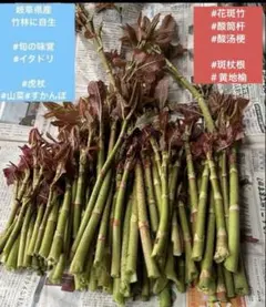 岐阜県さん、山菜の王様、旬の山菜、 　イタドリ、虎杖 ネコポス箱、いっぱい 岐阜県さん、山菜の王様、旬の山菜、 イタドリ、虎杖 ネコポス箱、いっぱい