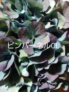 2025年最新】ピンパーネル 苗の人気アイテム - メルカリ