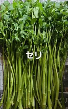 セリ(野芹)