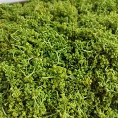 岩手産 花山椒 100g - メルカリ