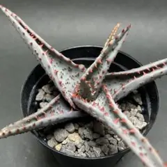 アロエハイブリッド　タイ種子実生B アロエハイブリッド タイ種子実生B アロエハイブリッド タイ種子