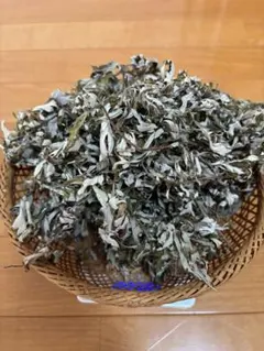 販売停止中 珍しい 斑入り よもぎ 蓬 ハーブ - メルカリ