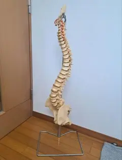 2026年最新】カイロプラクティック模型の人気アイテム - メルカリ