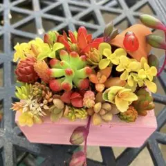 2026年最新】多肉寄せ植えそのまま飾れるの人気アイテム - メルカリ