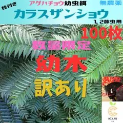 カラスザンショウ 枝付き葉っぱ 1000枚 アゲハチョウ 幼虫 餌 カラスザンショウ 枝付き葉っぱ 幼木 訳あり アゲハチョウ 幼虫餌 100