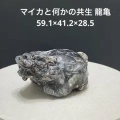 1368 マイカと何かの共生 龍亀 59.1×41.2×28.5