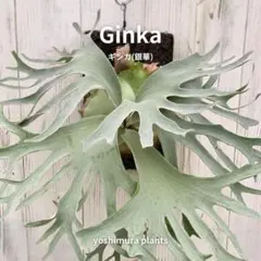 2026年最新】ginka ビカクシダの人気アイテム - メルカリ