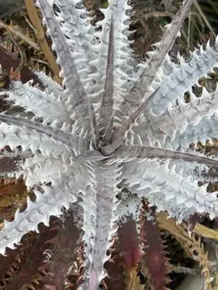 Dyckia 'Aphrodite' ディッキア Amazonico Hyb - メルカリ