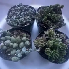 ⑩セダムセット　多肉植物　まとめ売り　ポットごと　4種類　根あり